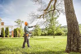 Best Tree Removal  in Cherokee, IA