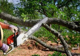 Best Palm Tree Trimming  in Cherokee, IA