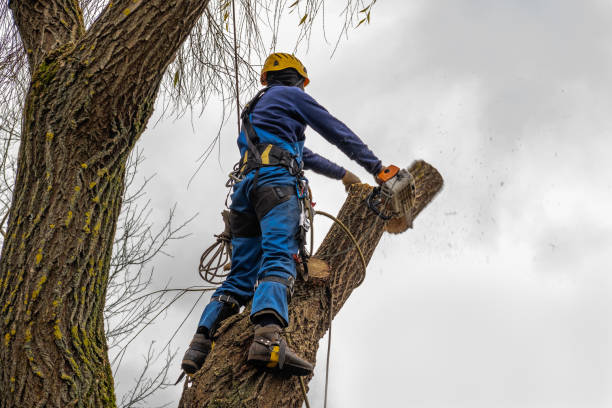 Best Arborist Consultation Services  in Cherokee, IA